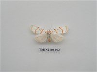 藏品(短棒苔蛾)的圖片